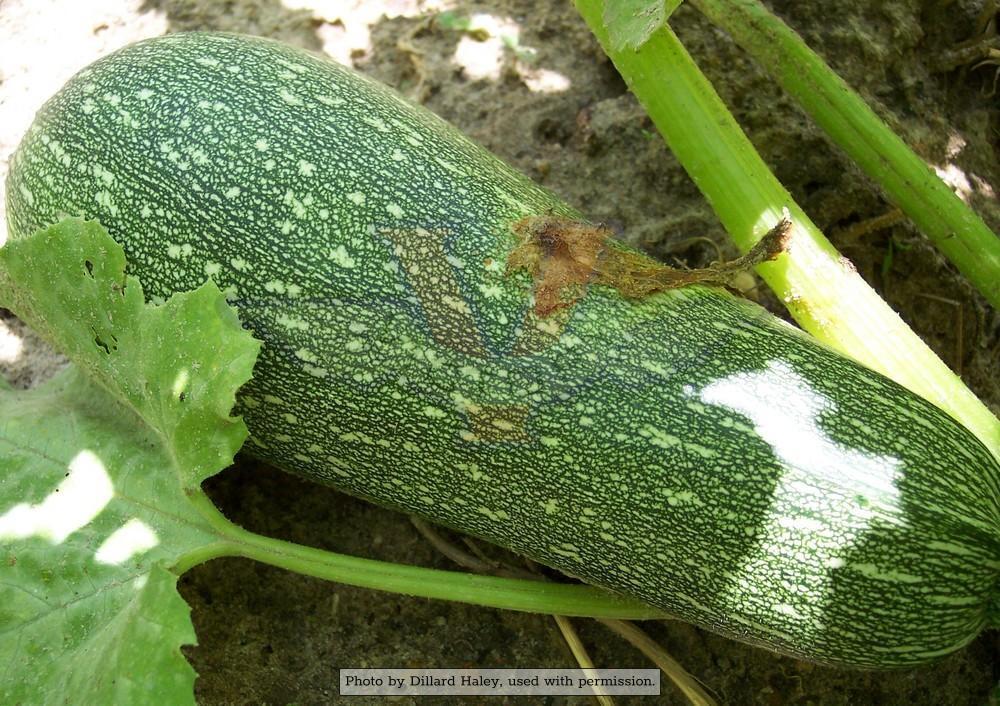 Grey Zucchini Summer Squash