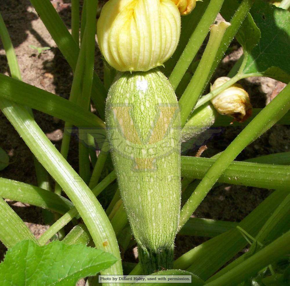 Grey Zucchini Summer Squash