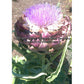 An 'Imperial Star' artichoke flower left on the plant to bloom. This is how we produce seed.