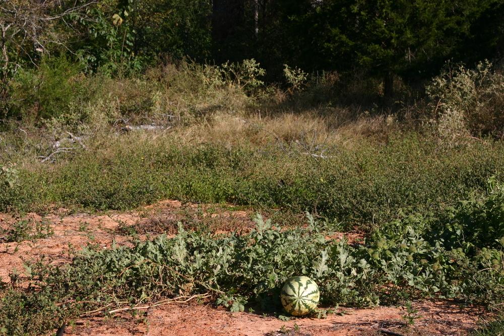 Georgia Rattlesnake Watermelon