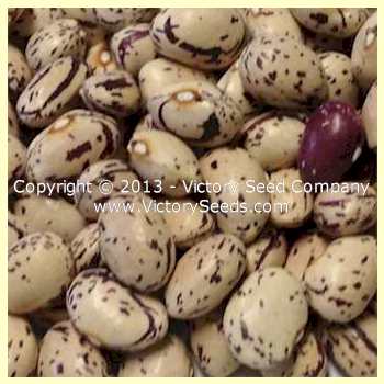 Borlotto (Borlotti) bush bean seeds.