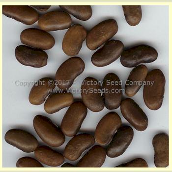 'Gaia' bush bean seeds.