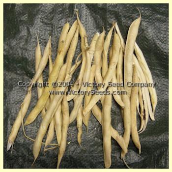 'Gross Brother's Vermont Cranberry' bush bean pods at the dry stage.