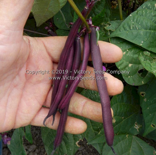 'Purple Dove' bush beans.