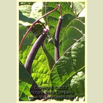 'Royal Burgundy' bush beans.