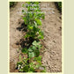 Landreth's Stringless - Bush Green Bean Plants