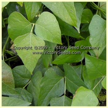 'Fordhook 242' bush Lima bean plants have good leaf coverage.