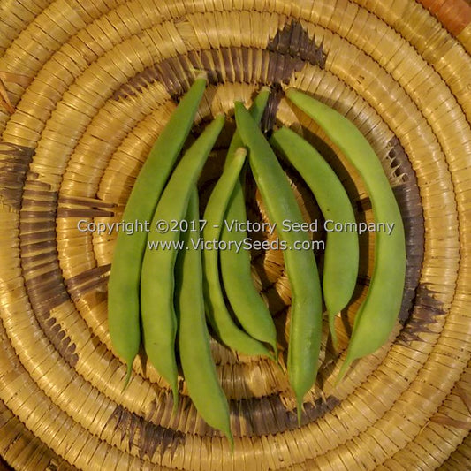 'Riggin's Stick' pole bean pods picked at the string bean (green bean) stage.