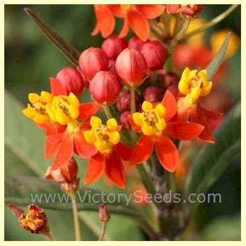 Bloodflower - Asclepias curassavica