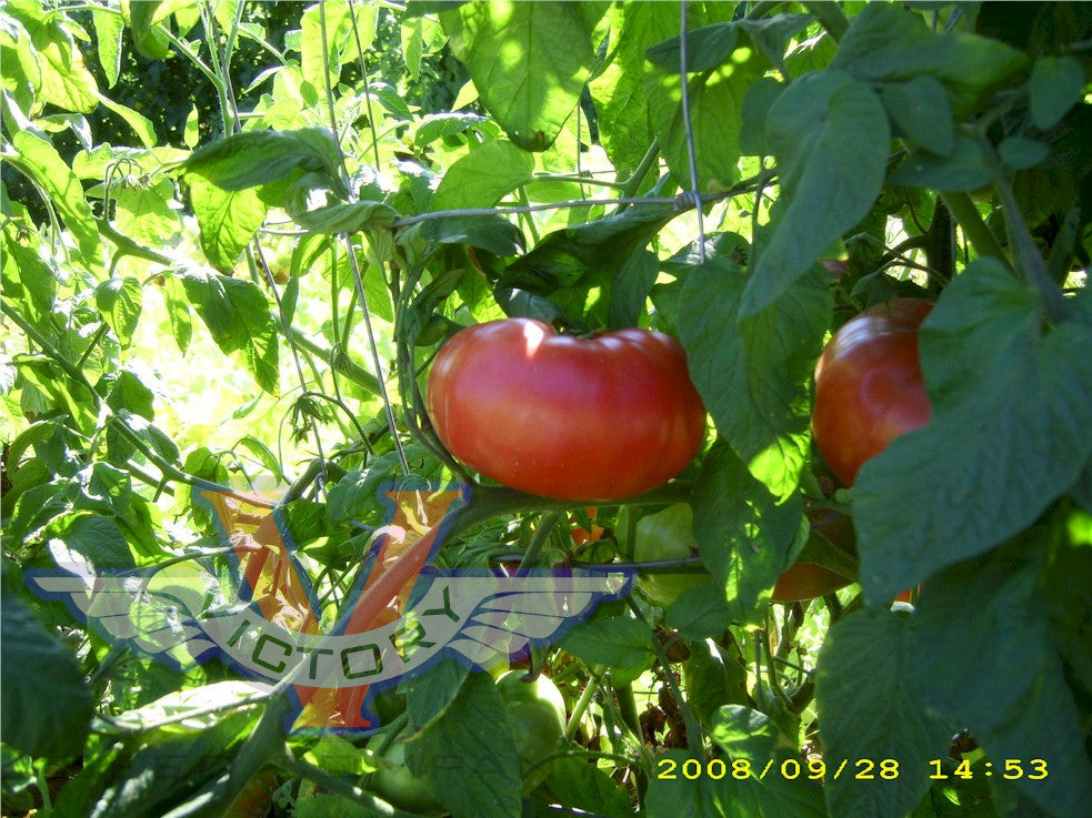 Solanum lycopersicum 'Brandywine Sudduth's', Tomato 'Brandywine Sudduth's  Strain' in GardenTags plant encyclopedia