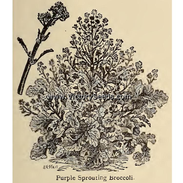 Purple Sprouting Broccoli from "The Vegetable Garden," M.M. Vilmorin-Andrieux, 1885.