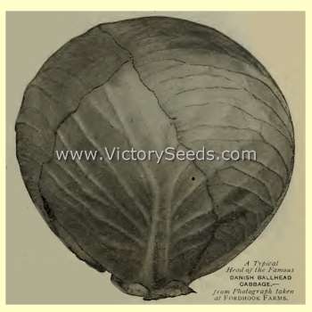 'Danish Ballhead' cabbage from 1912