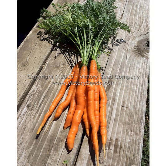 Even when grown in heavier soils, 'Amsterdam,' carrots remain relatively straight.