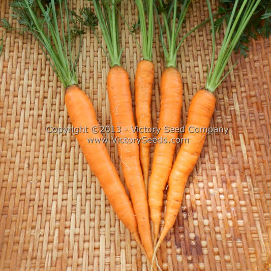 'Kuroda' carrots.