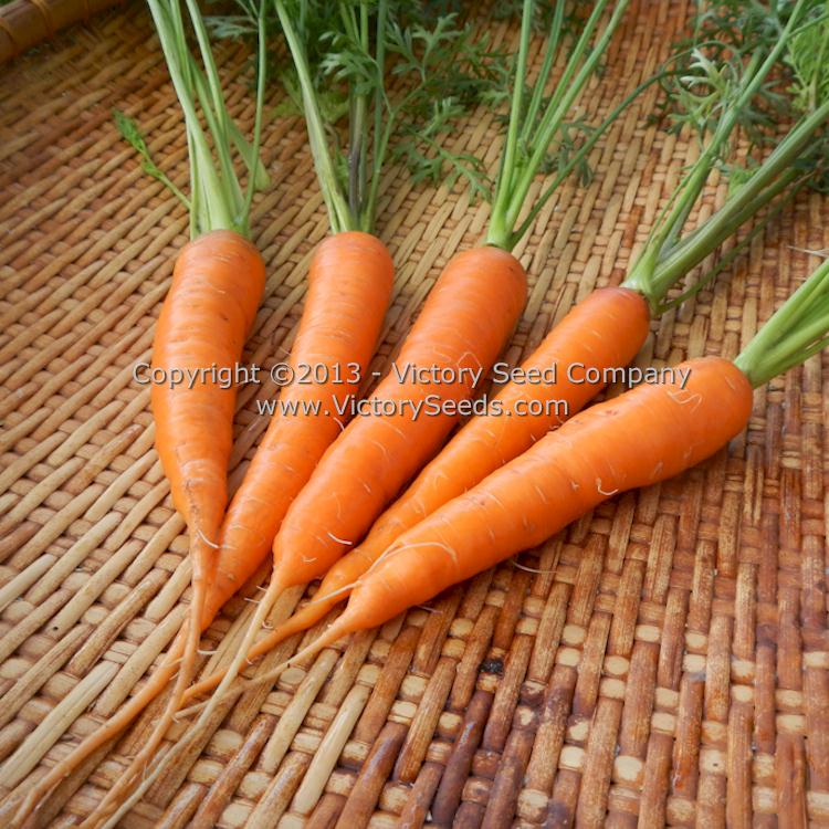 Parisian Carrot Seeds Non-gmo Open Pollinated Carrot Seed 