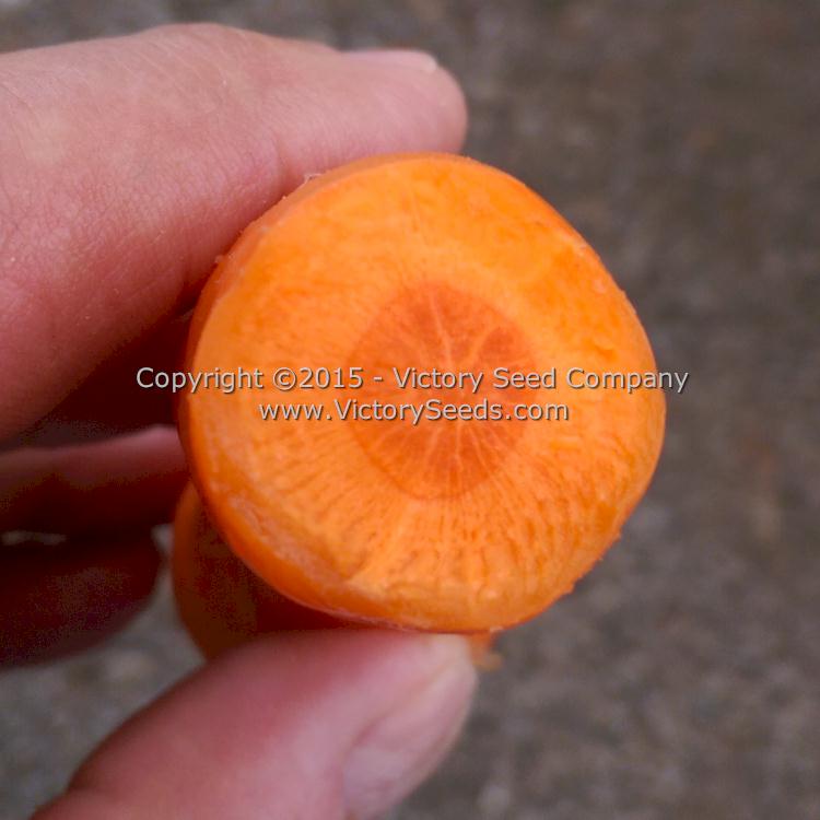 The cross section of a 'Shin Kuroda' carrot.