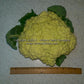 This is the same head of 'Igloo' cauliflower that was harvested 11/6/15, but under lousy indoor lighting. Shown here to display its size.