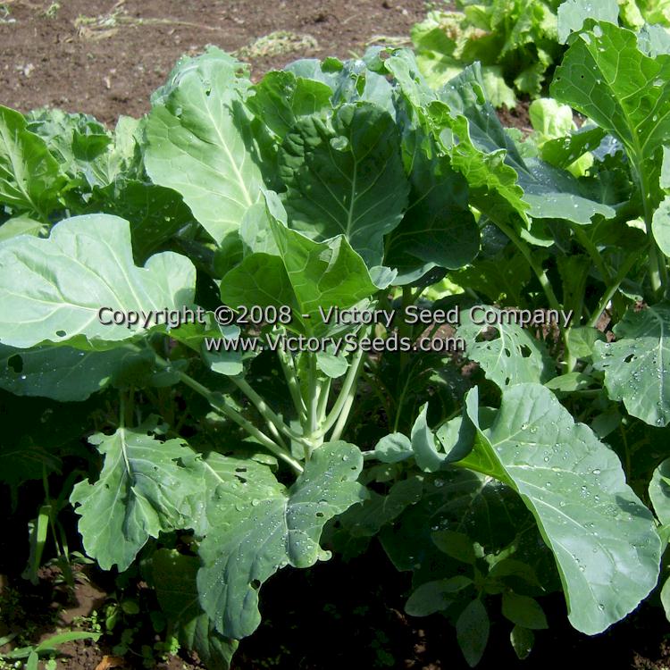 http://victoryseeds.com/cdn/shop/products/collards_morris-heading.jpg?v=1657447778