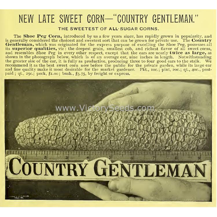 'Country Gentleman' Sweet Corn - From Johnson & Stokes 1894 seed annual.