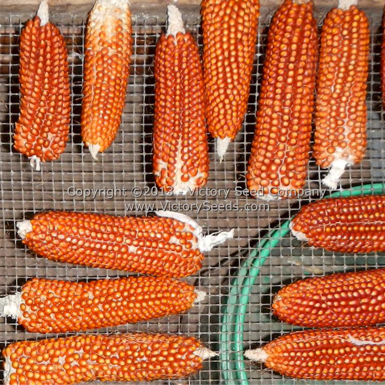 'Floriani Red' flint corn drying.