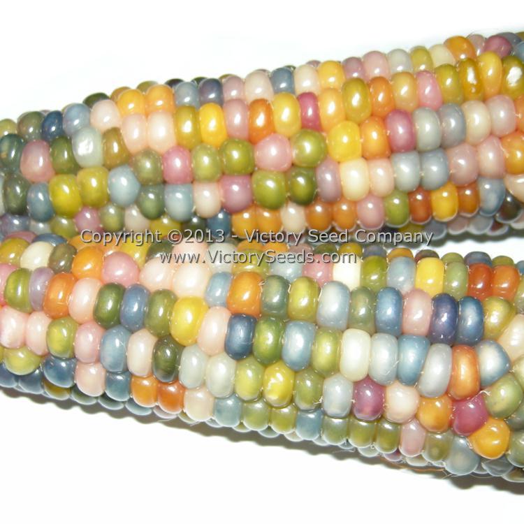 One example of 'Glass Gem' corn kernels.
