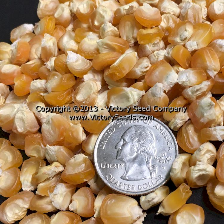 'Improved Golden Bantam' sweet corn kernels.