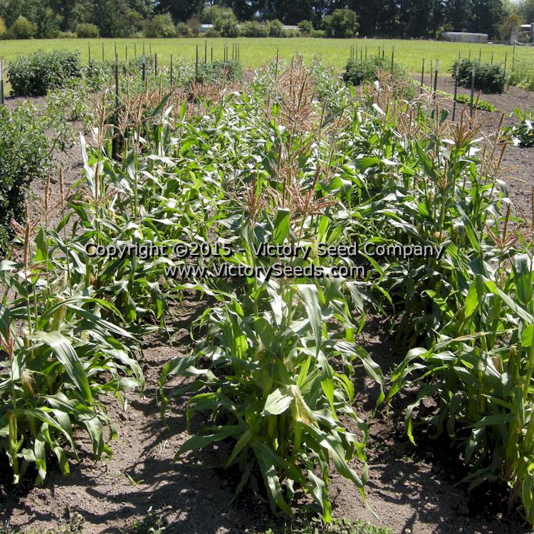 'Orchard Baby' sweet corn patch.