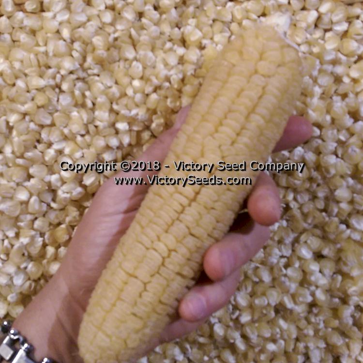 Dry ear and kernels of 'Six Shooter' sweet corn.