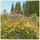 Klondyke Mix Cosmos used as a tall screen planting.
