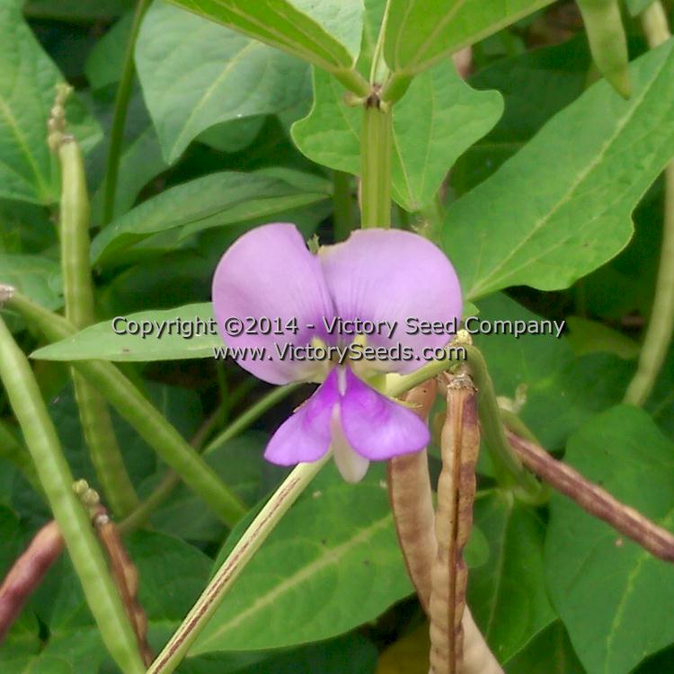 'Mayo Speckled' Southern pea (Cowpea) flower.