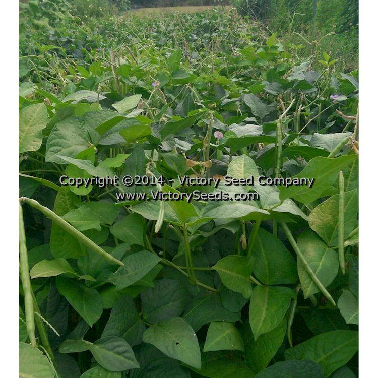'Mayo Speckled' Southern pea (Cowpea) plants.