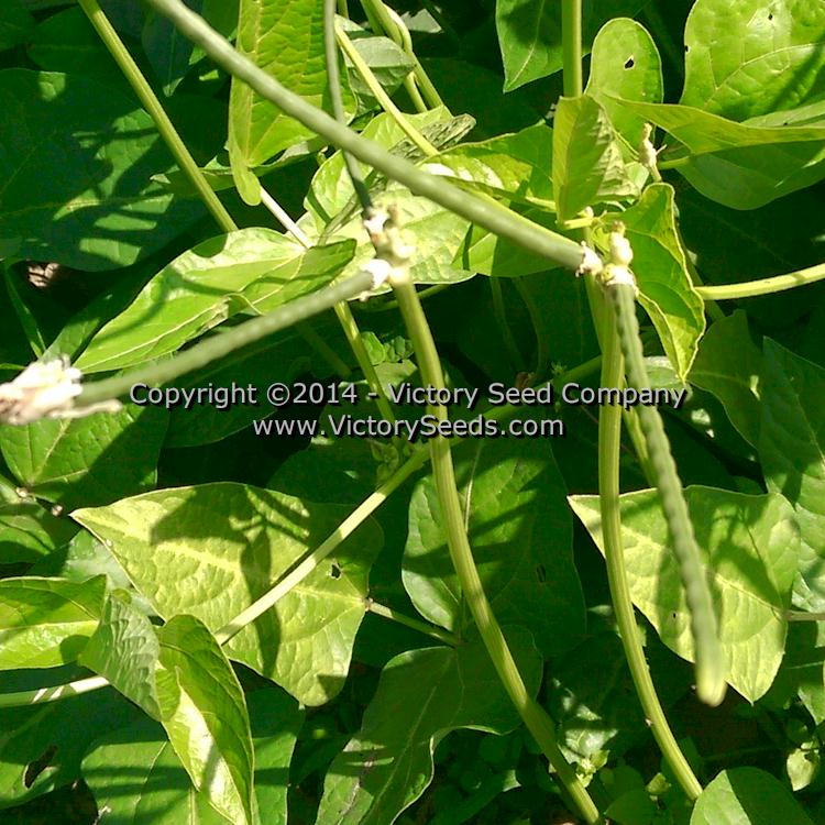 'Mayo Speckled' Southern pea (Cowpea) pods.