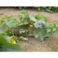 'Boston Pickling Improved' cucumber plant.