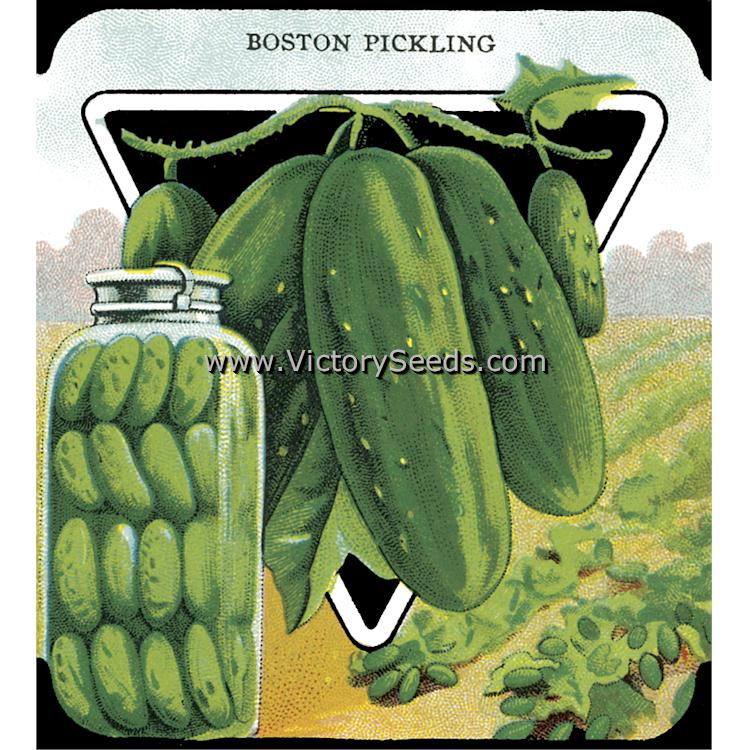An old 20th century seed packet lithograph of 'Boston Pickling' cucumber.
