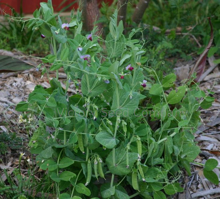 Austrian Winter pea in late spring.