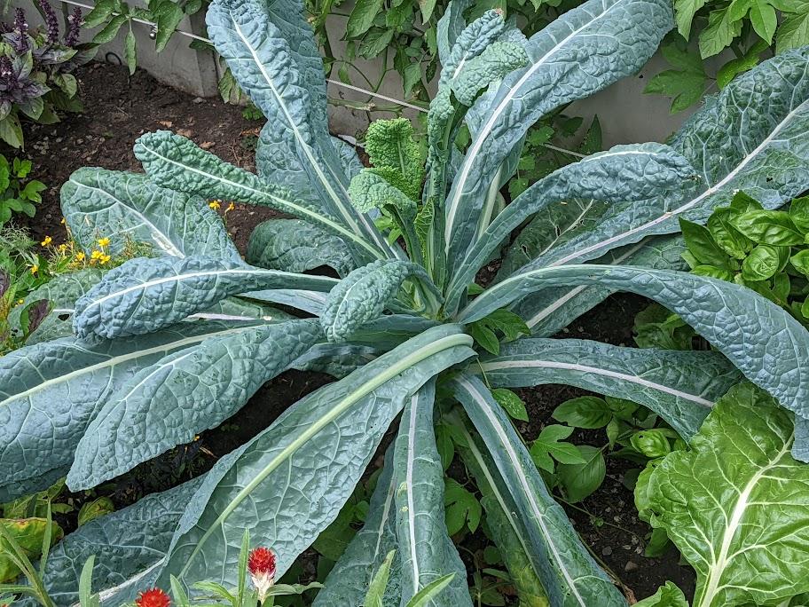 Lacinato, Black or Dinosaur Kale (Nero Di Toscana)