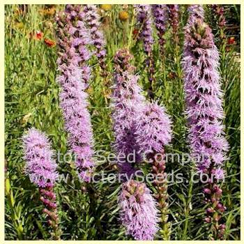 Gayfeather - Liatris spicata