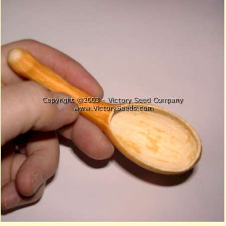 Dried and carved 'Small Spoon' gourd.