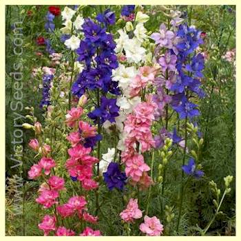 Rocket Larkspur - Delphinium consolida