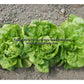 'All Year Round' lettuce.