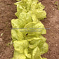 Immature 'Kagraner Sommer' lettuce plants (needing thinning!).
