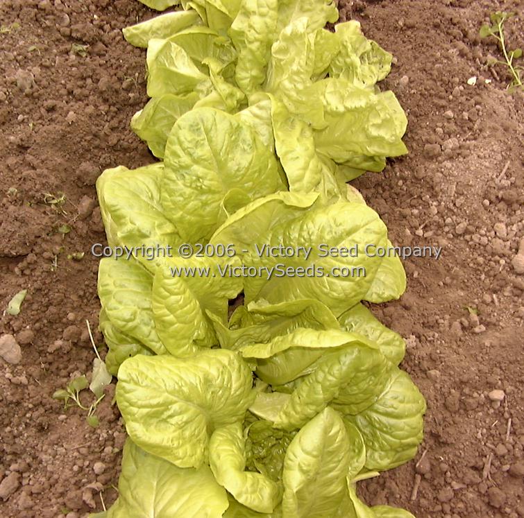 Immature 'Kagraner Sommer' lettuce plants (needing thinning!).