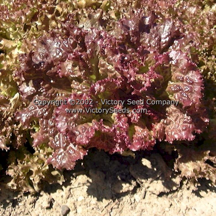 'Lollo Rosso' leaf lettuce.