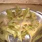 'Red Salad Bowl' leaf lettuce leaves.