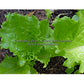 A 'Waldmann's Green' leaf lettuce seedling.