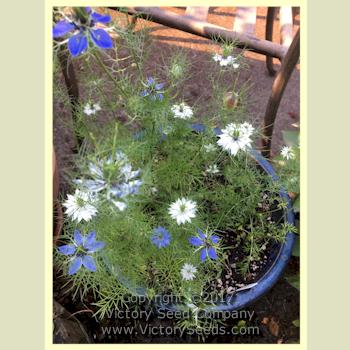 'Love-in-a-Mist' flowers. (Nigella damascena)