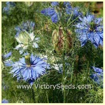 'Love-in-a-Mist' flowers. (Nigella damascena)