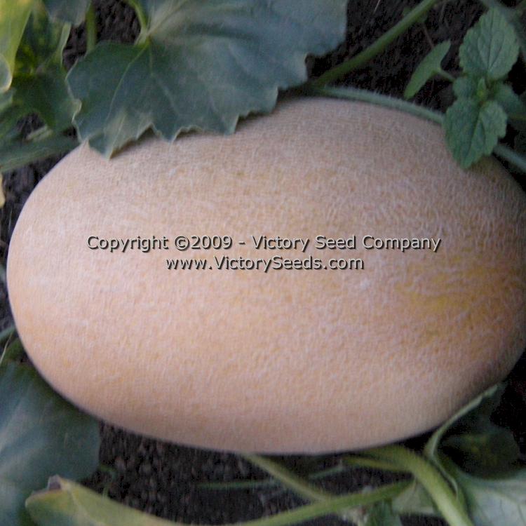 Honeydew, Green Flesh Melon - Victory Seeds® – Victory Seed Company