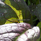 Close-up of 'Red Giant' mustard greens.