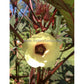 'Aunt Hettie's Red' okra flower. Photo sent in by Hunter Fenter of Mississippi.